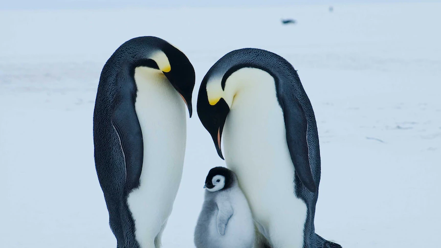 Emperor penguin at severe danger of extinction resulting from local weather change