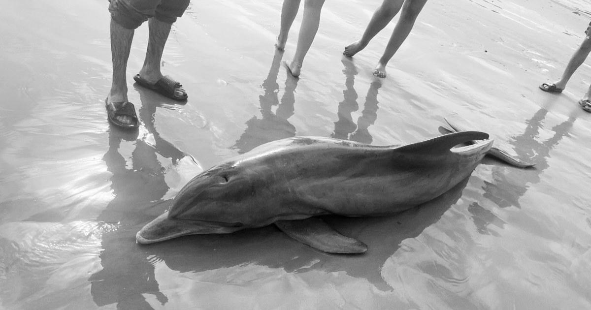 Rewards offered after dolphin ‘harassed to demise’ on Texas beach, another impaled in Florida