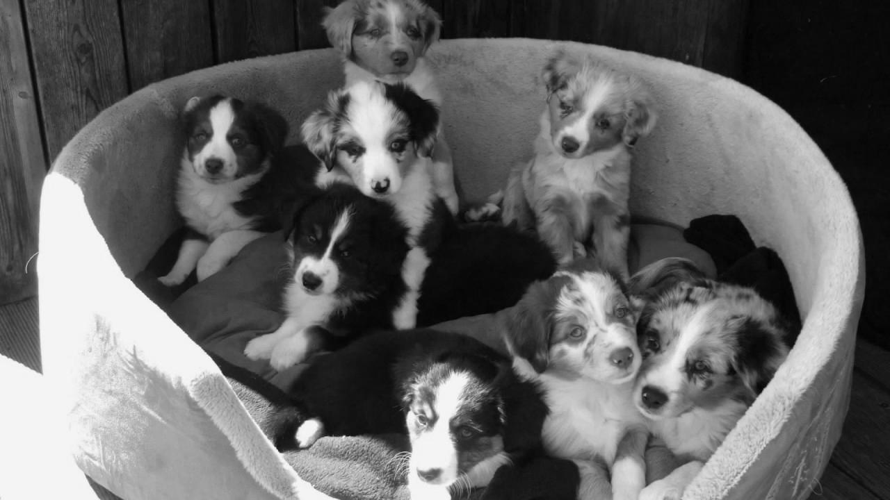 Snowleaf Miniature Australian Shepherds Lala and Search engine marketing making babies