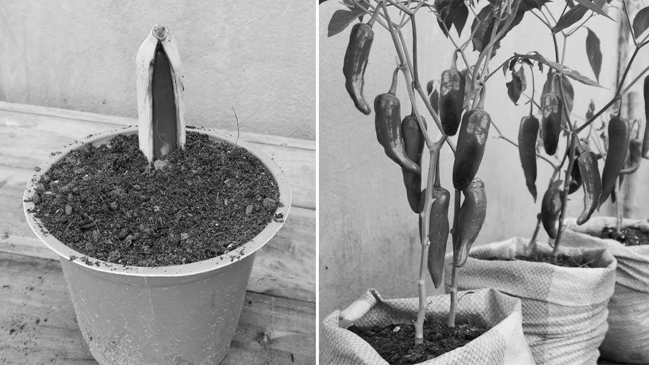 New gardening method |  The best way to propagate chili peppers in bananas